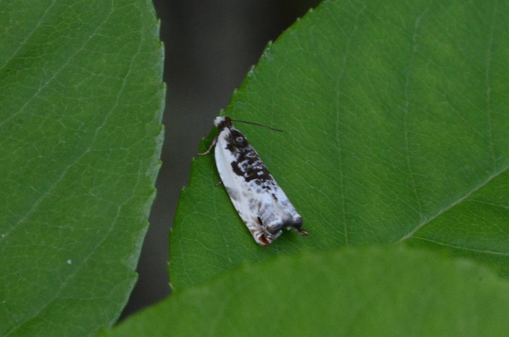 037 2016-05316034 Wachusett Meadow, MA.JPG - Little Cloud Ancylis Moth (Ancylis nubeculana). Wachusett Meadow Wildlife Sanctuary, MA, 5-31-2016